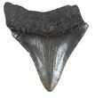 Bargain, Juvenile Megalodon Tooth - South Carolina #48873-1